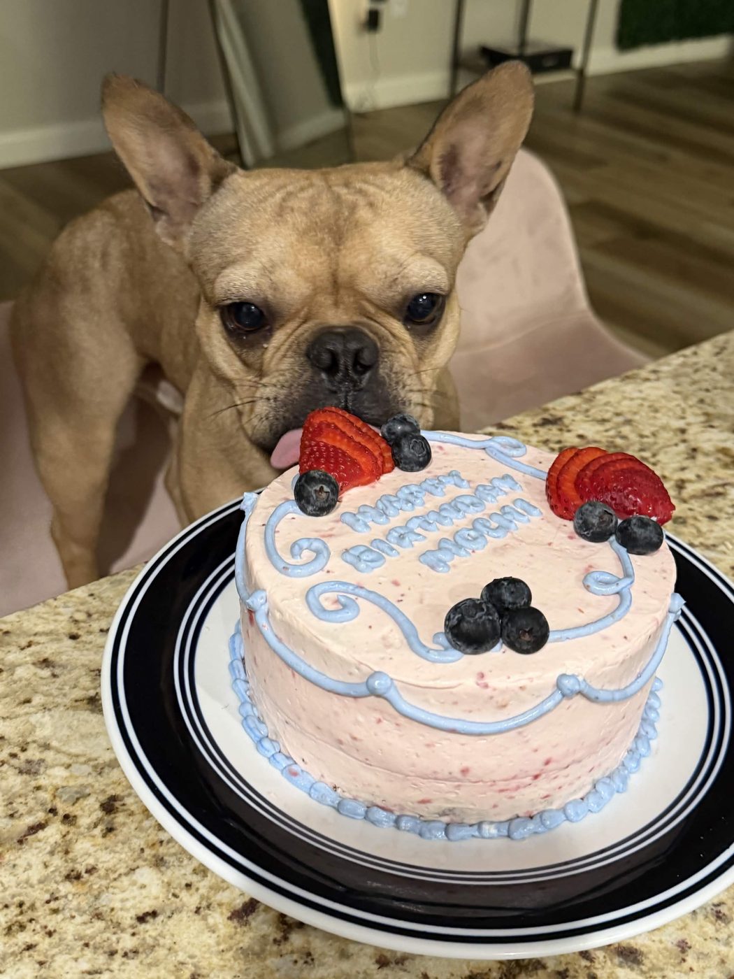 Strawberry pup cake with fresh berries beside a French bulldog